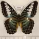 75686p Nymphalidae Parthenos sylvia sylla Thailand $12