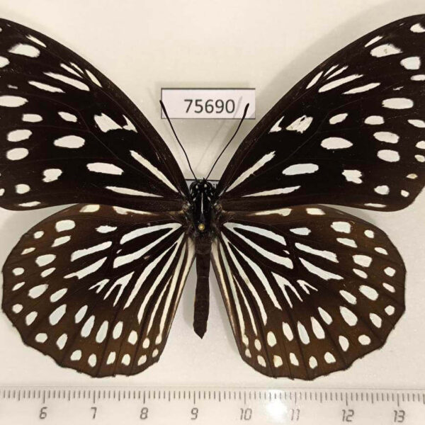 Nymphalidae Tirumala septentrionis septentrionis Thailand