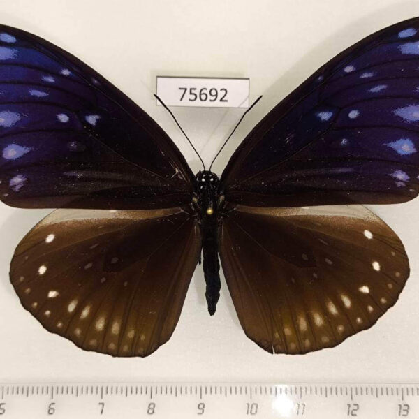Nymphalidae Euploea sylvester harrisii f Thailand