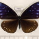 75692p Nymphalidae Euploea sylvester harrisii f Thailand $18