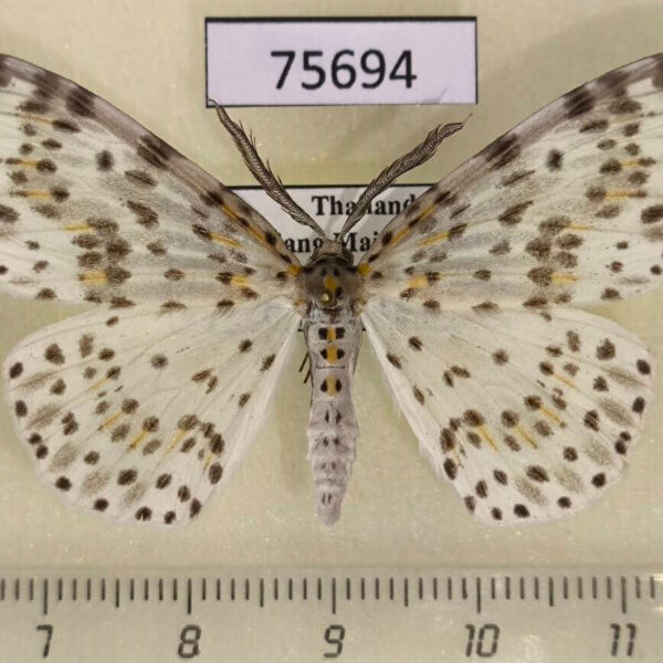 Geometridae Metapercnia ductaria Thailand