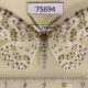 75694p Geometridae Metapercnia ductaria Thailand $8