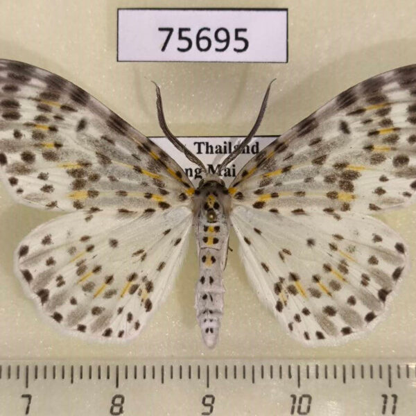 Geometridae Metapercnia ductaria Thailand