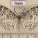 75695p Geometridae Metapercnia ductaria Thailand $8