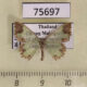 75697p Geometridae Zamarada scotozona Thailand $10