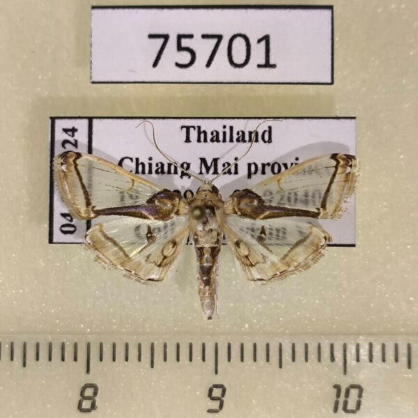 Crambidae Syllepte chalybifascia Thailand