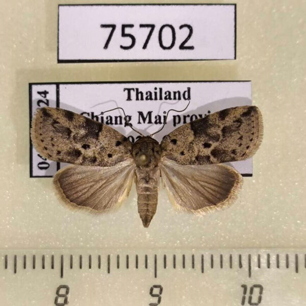 Noctuidae Giaura multipunctata Thailand