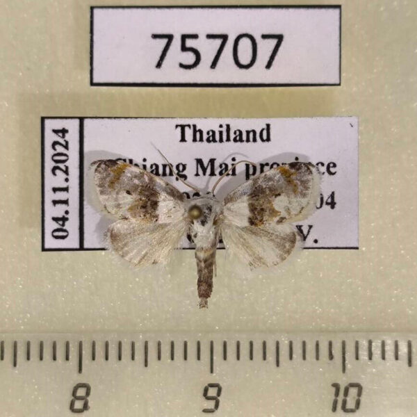 Noctuidae Nolinae sp. Thailand
