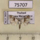 75707p Noctuidae Nolinae sp. Thailand $10