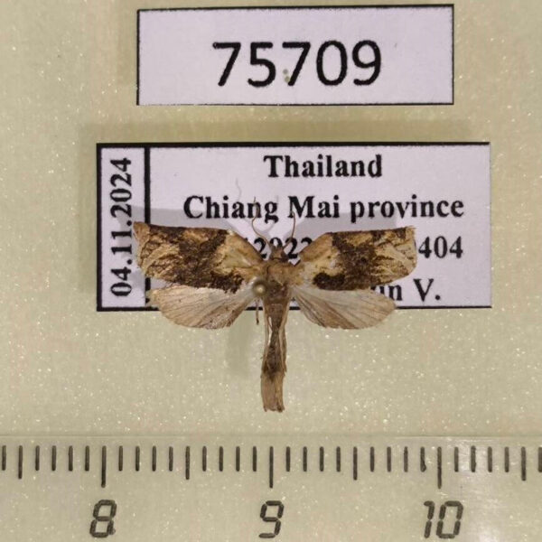 Tortricidae sp. Thailand