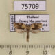 75709p Tortricidae sp. Thailand $6