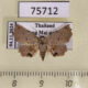 75712p Noctuidae Eublemma commoda Thailand $20