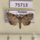 75713p Noctuidae Giaura multipunctata Thailand $9