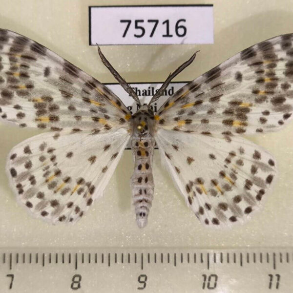 Geometridae Metapercnia ductaria Thailand