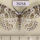 75716p Geometridae Metapercnia ductaria Thailand $8