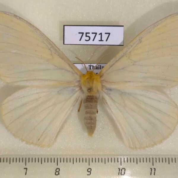 Eupterotidae Eupterote citrina f Thailand