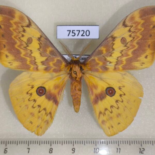 Saturniidae Lemaireia luteopeplus aureopeplus Thailand
