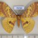 75720p Saturniidae Lemaireia luteopeplus aureopeplus Thailand $13