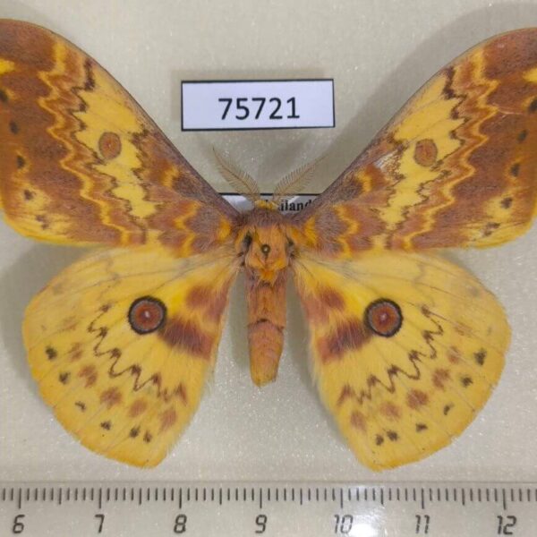 Saturniidae Lemaireia luteopeplus aureopeplus Thailand