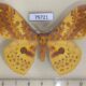 75721p Saturniidae Lemaireia luteopeplus aureopeplus Thailand $15