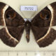 75722p Noctuidae Erebus gemmans Vietnam $15