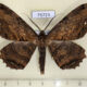 75723p Geometridae Chorodna creataria Vietnam $10