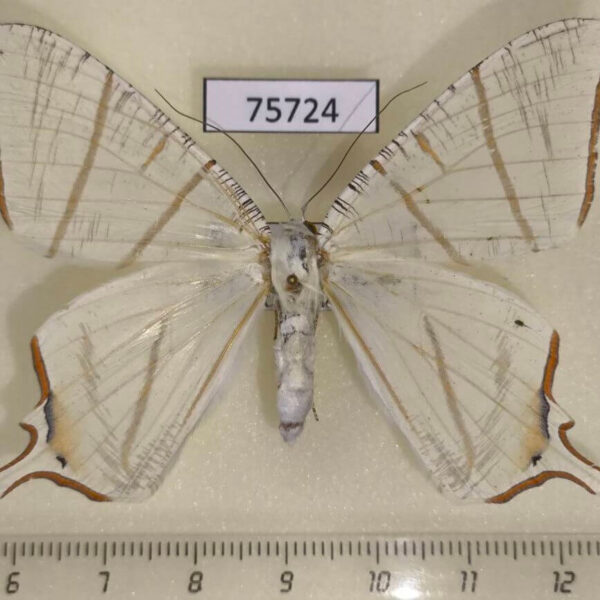 Geometridae Ourapteryx claretta f Vietnam