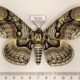 75726p Brahmaeidae Brahmaea hearseyi Thailand $20