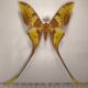 75730p Saturniidae Actias maenas Vietnam $40