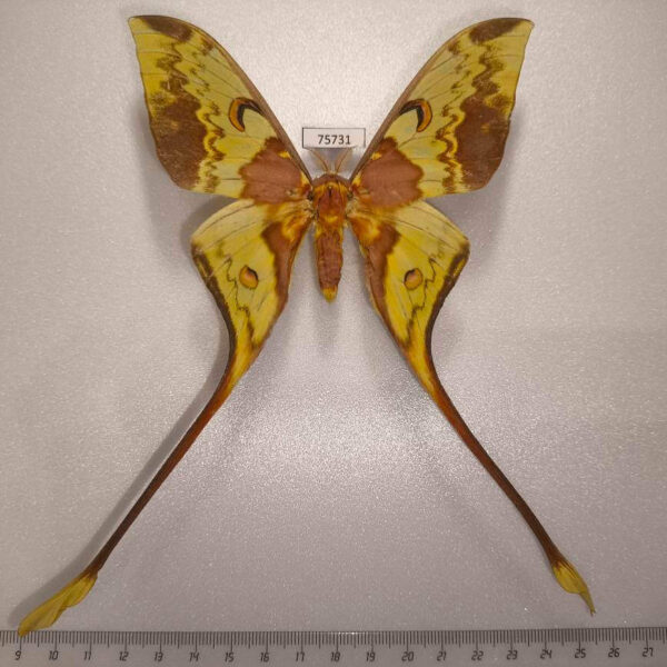 Saturniidae Actias maenas Vietnam