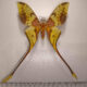 75731p Saturniidae Actias maenas Vietnam $40