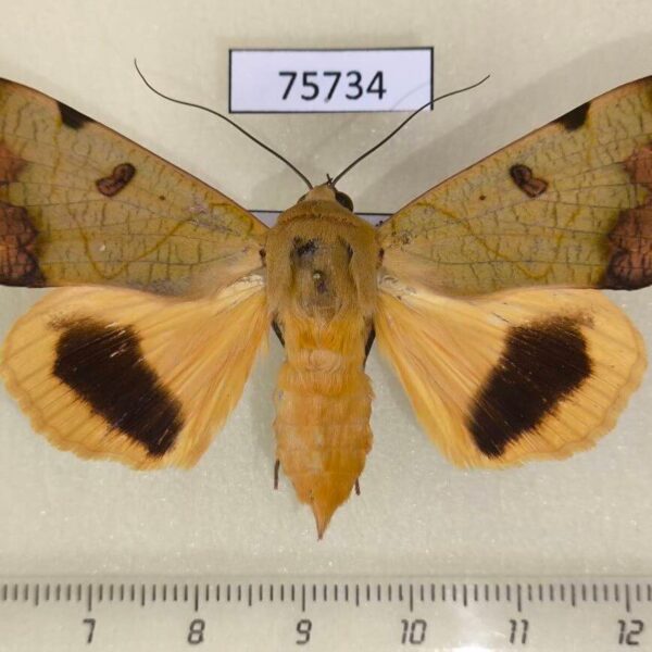 Noctuidae Ophiusa tirhaca f Thailand