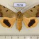 75734p Noctuidae Ophiusa tirhaca f Thailand $18