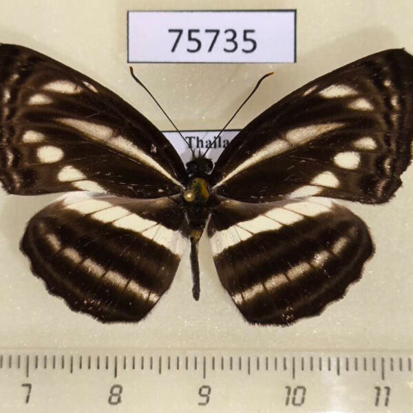 Nymphalidae Neptis nata adipala Thailand