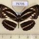 75735p Nymphalidae Neptis nata adipala Thailand $7