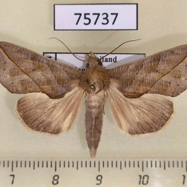 Noctuidae Calyptra eustrigata Thailand