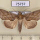 75737p Noctuidae Calyptra eustrigata Thailand $10