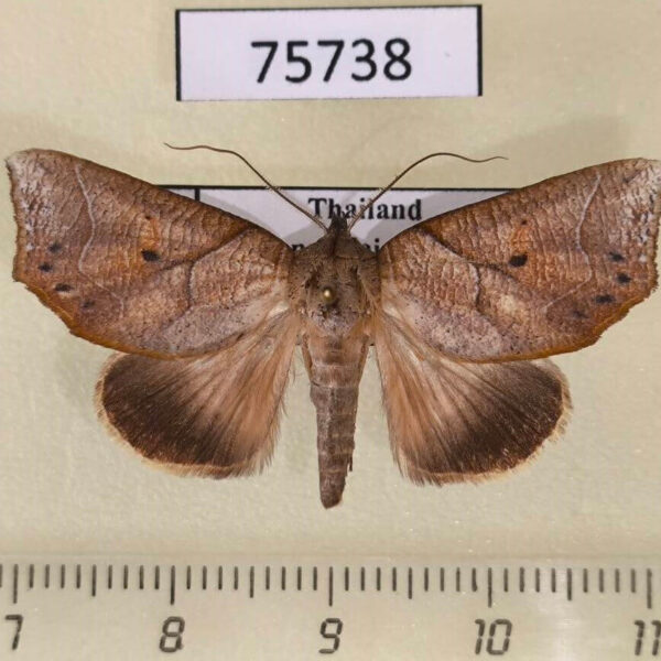 Noctuidae Pterogonia aurigutta Thailand