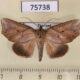 75738p Noctuidae Pterogonia aurigutta Thailand $10
