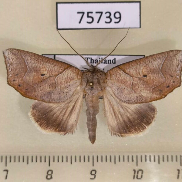 Noctuidae Pterogonia aurigutta Thailand