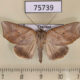 75739p Noctuidae Pterogonia aurigutta Thailand $10
