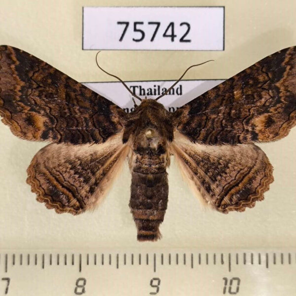 Noctuidae Pericyma cruegeri Thailand
