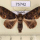 75742p Noctuidae Pericyma cruegeri Thailand $6