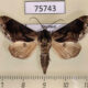 75743p Noctuidae Batracharta divisa Thailand $15