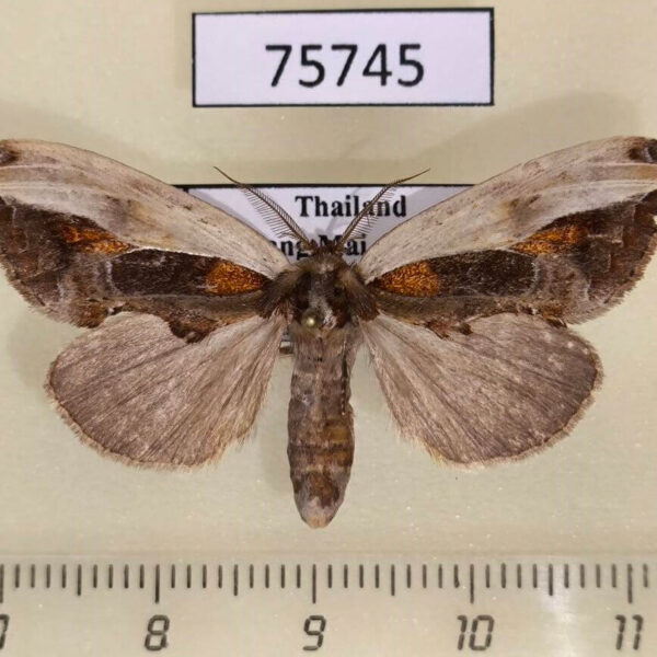 Notodontiidae Rosama auritracta f Thailand