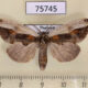 75745p Notodontiidae Rosama auritracta f Thailand $12
