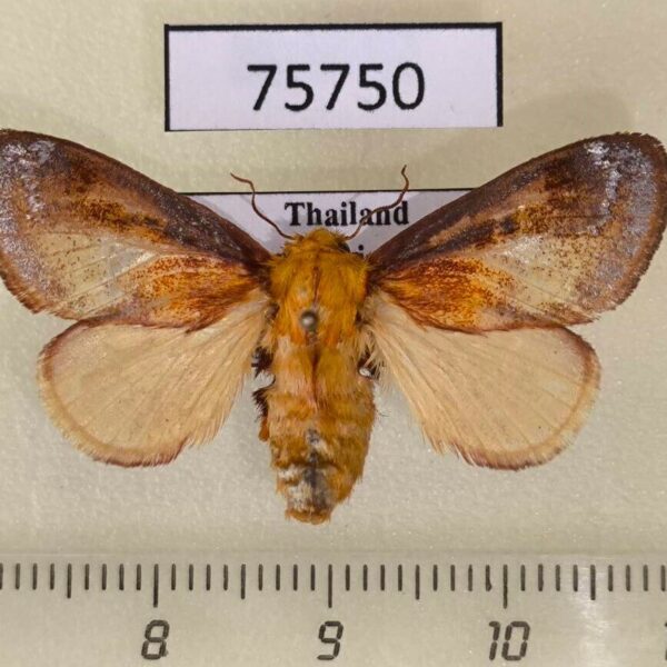 Limacodidae Miresa demangei f Thailand