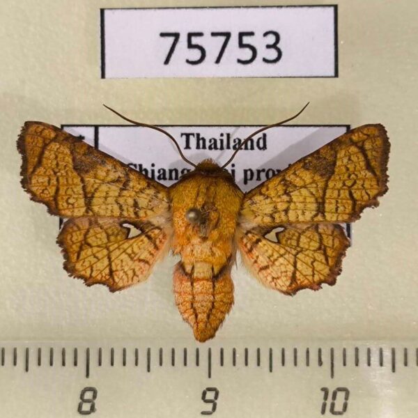 Thyrididae Dysodia rajah Thailand