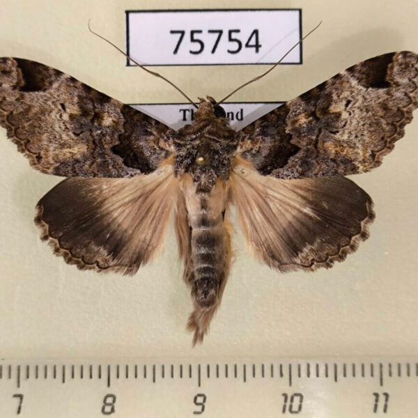Noctuidae Erygia spissa Thailand