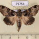 75754p Noctuidae Erygia spissa Thailand $15
